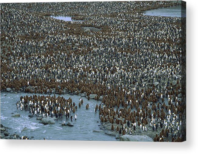 Feb0514 Acrylic Print featuring the photograph King Penguin Colony St Andrews Bay by Colin Monteath