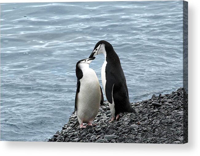 Penguins Acrylic Print featuring the photograph Kiss Me You Fool by Ginny Barklow