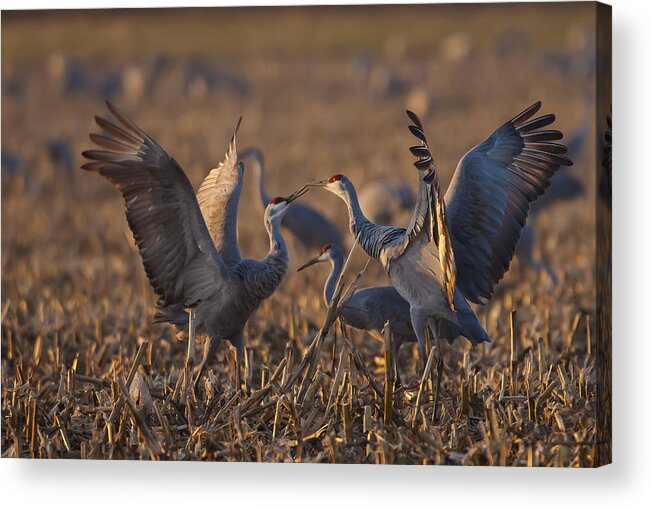 Animals Acrylic Print featuring the photograph Kissing Sandhills by Jack R Perry