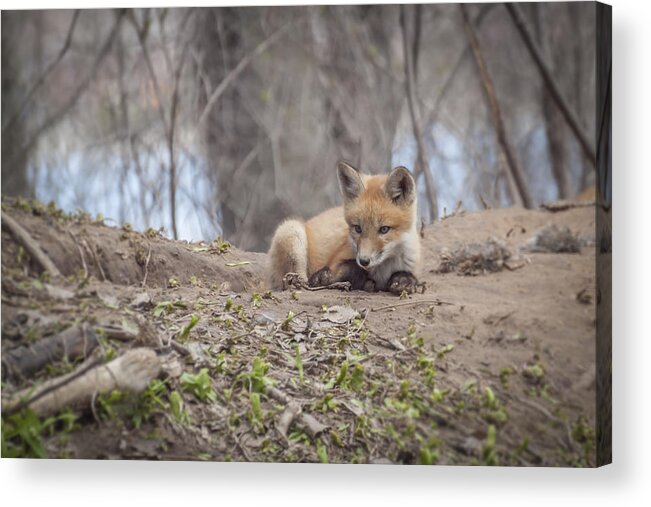 Red Fox Acrylic Print featuring the photograph Kit Fox 2011-2  by Thomas Young