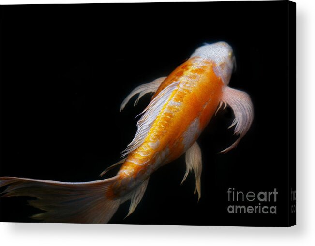 Koi Acrylic Print featuring the photograph Koi 3 by Rebecca Cozart