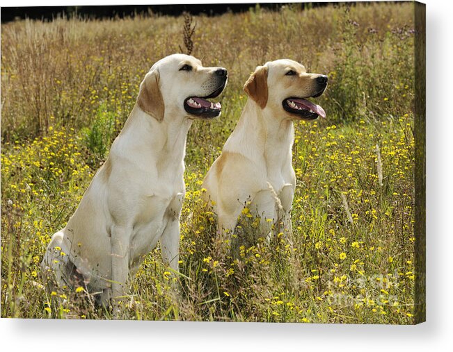 Labrador Retriever Acrylic Print featuring the photograph Labrador Retriever Dogs by John Daniels