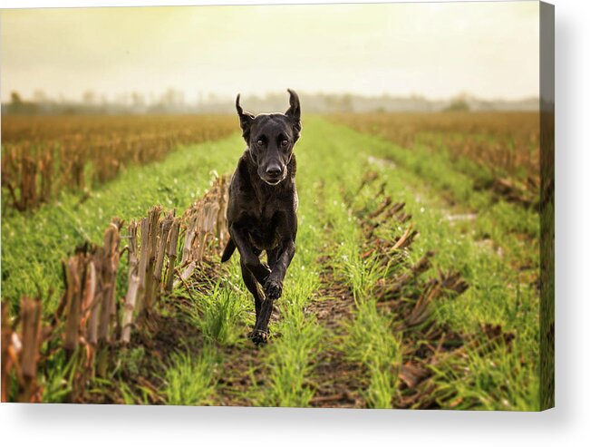 Pets Acrylic Print featuring the photograph Labrador Retriver Running by Faba-photograhpy