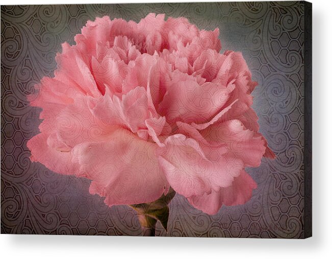Pink Carnation Bloom Acrylic Print featuring the photograph Carnation Fascination by Marina Kojukhova
