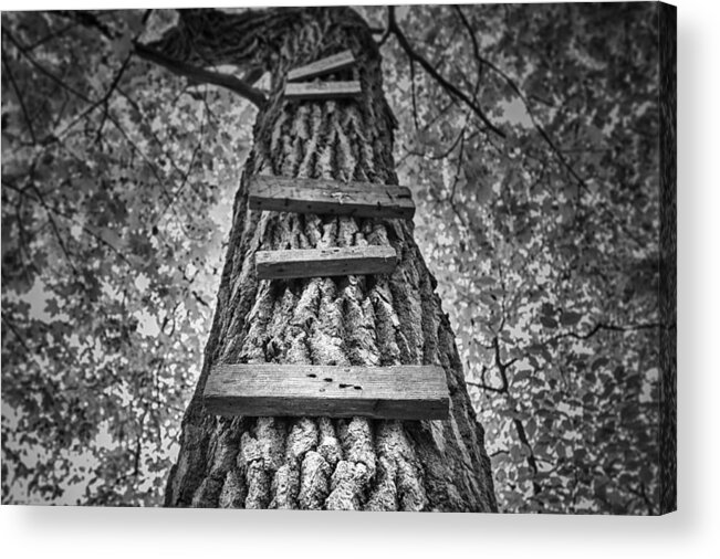 Tree Acrylic Print featuring the photograph Ladder to the Treehouse by Scott Norris