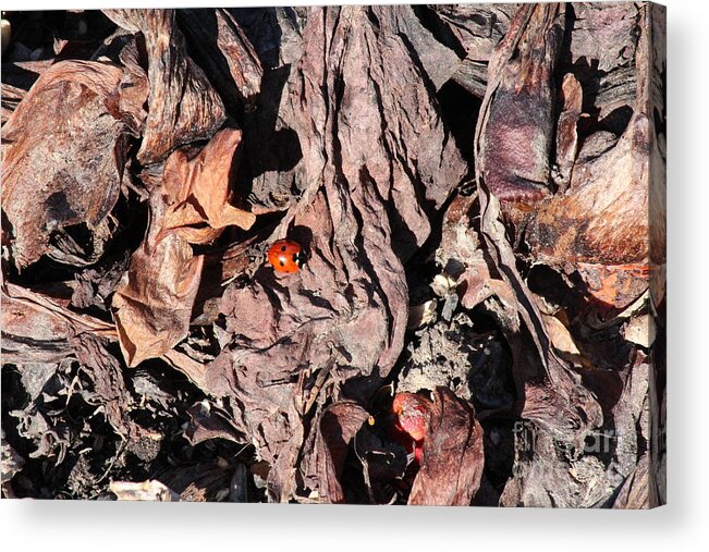 Lady Bug Acrylic Print featuring the photograph Lady Bug in Spring by Ann E Robson
