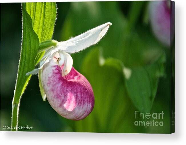 Flower Acrylic Print featuring the photograph Lady Slipper Illuminated by Susan Herber