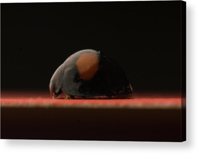 Beetle Acrylic Print featuring the photograph Ladybug by Aaron Ansarov