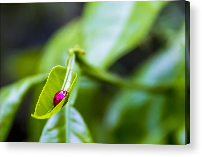 Ladybug Acrylic Print featuring the photograph Ladybug Cup by Marvin Spates