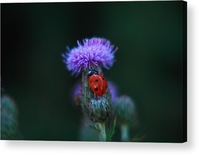 Bug Acrylic Print featuring the photograph Ladybug by Jeff Swan