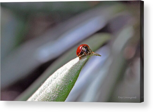 Nature Acrylic Print featuring the photograph Ladybug on a Leaf by Kay Lovingood