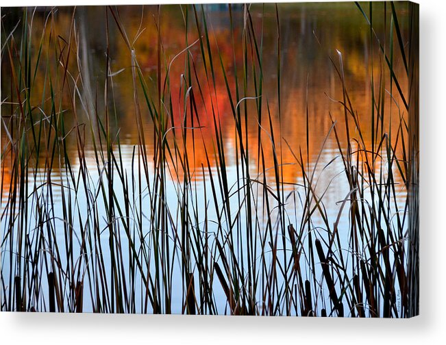 Lake Acrylic Print featuring the photograph Lakeside Tales by Andrea Platt