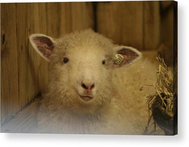 Lamp Acrylic Print featuring the photograph Lamb Chop by Valerie Collins