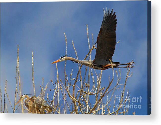 Blue Heron Acrylic Print featuring the photograph Landing Approach by Jim Garrison