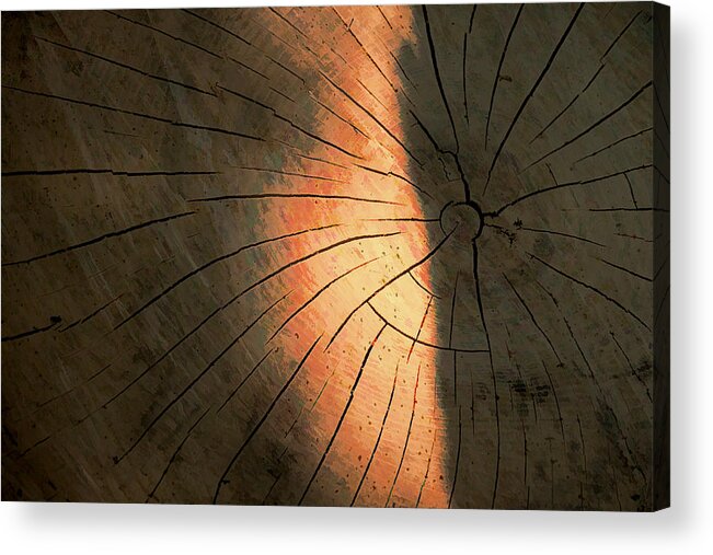 Ash Tree Acrylic Print featuring the photograph Last of the Ash by Dean Ginther
