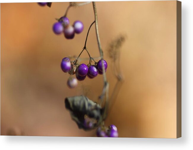 Berries Acrylic Print featuring the photograph Last of the Berries by Katherine White