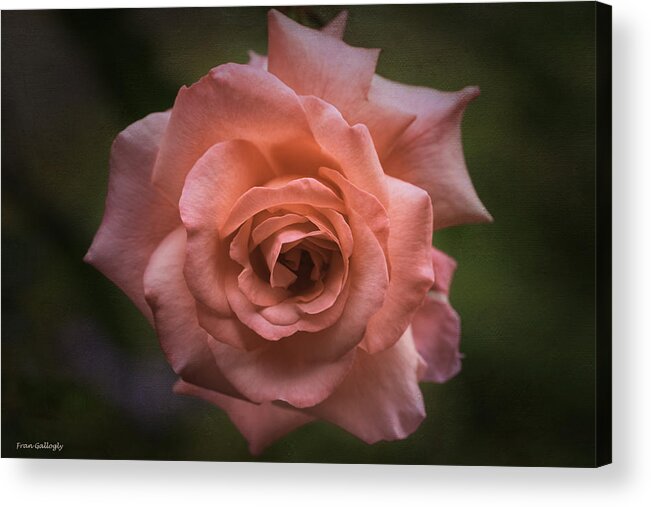 Pink Acrylic Print featuring the photograph Last Rose of Summer by Fran Gallogly