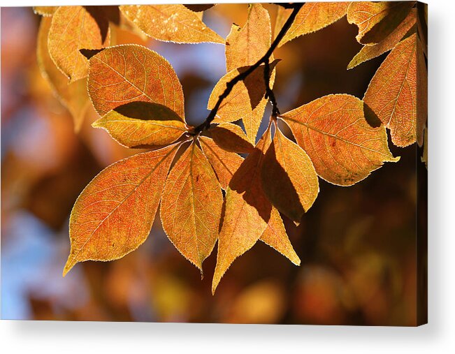 Leaf Acrylic Print featuring the photograph Last Show by Juergen Roth