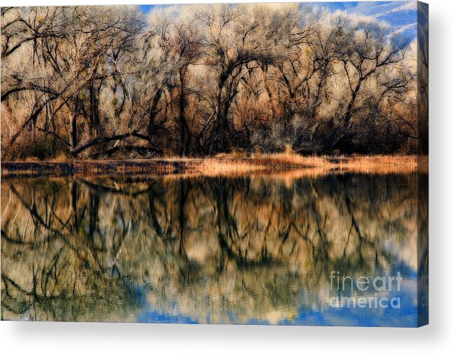 Trees Acrylic Print featuring the photograph Late December Reflection at Dead Horse by Ron Chilston