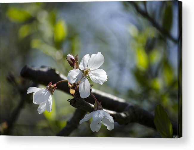 Green Acrylic Print featuring the photograph Late Spring Blossom by Spikey Mouse Photography