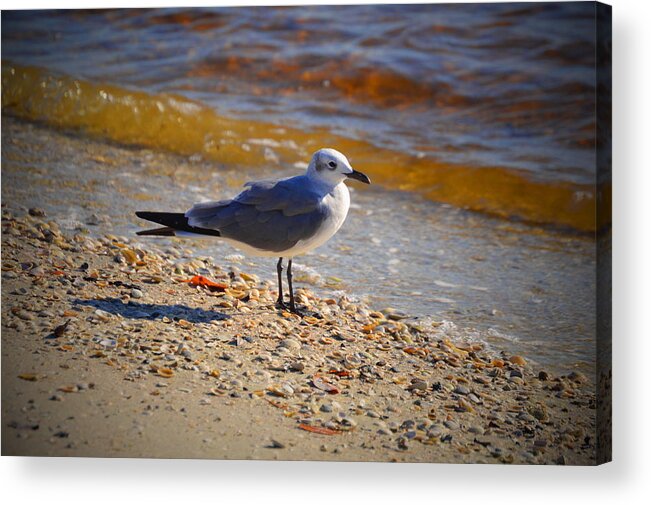 Florida Acrylic Print featuring the photograph Laughing gull by Doug Grey