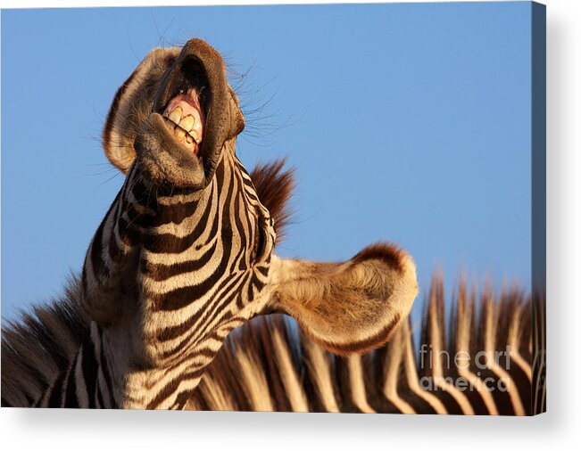Portrait Acrylic Print featuring the photograph Laughing zebra by Nick Biemans