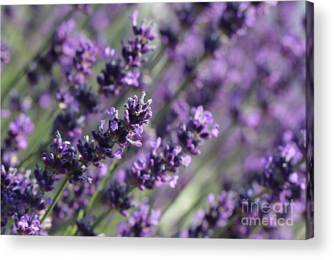 Closeup Acrylic Print featuring the photograph Lavender by Amanda Mohler
