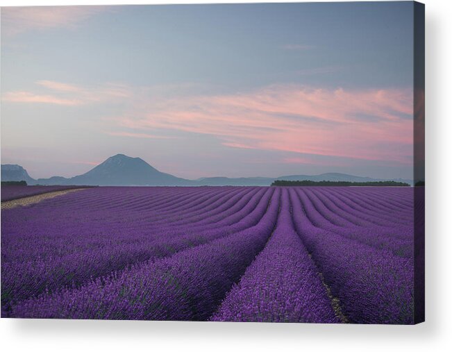 Landscape Acrylic Print featuring the photograph Lavender Field by Rostovskiy Anton
