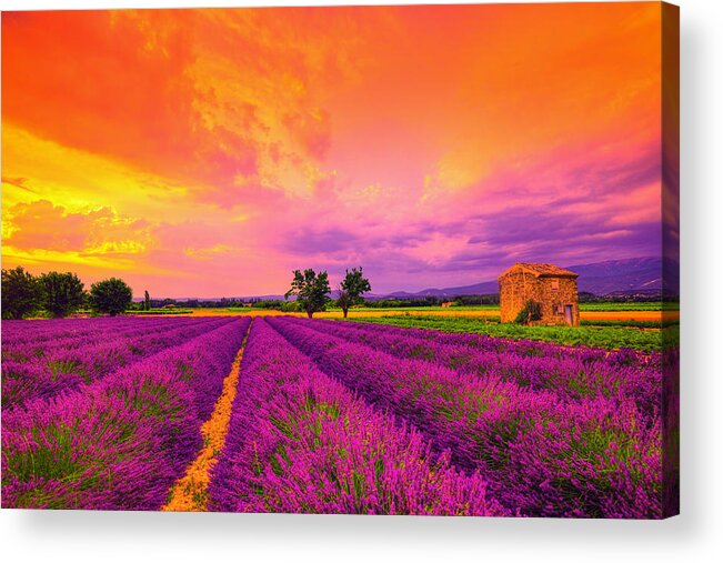 Lavender Acrylic Print featuring the photograph Lavender Sunset by Midori Chan