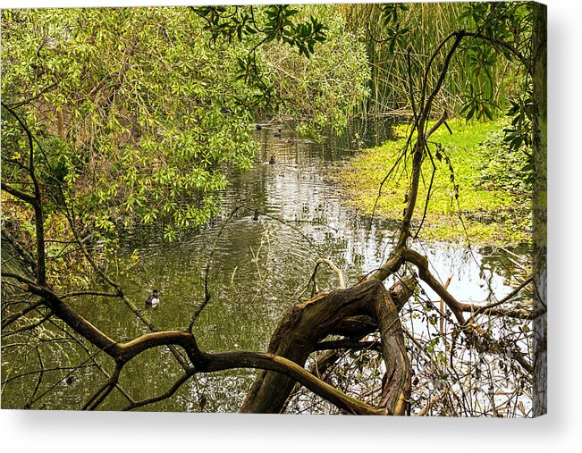 Birds Acrylic Print featuring the photograph Lazy Afternoon by Kate Brown