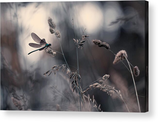 Dragonfly Acrylic Print featuring the photograph Le Vent L'emportera by Fabien Bravin