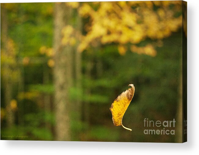 Nature Acrylic Print featuring the photograph Leaf Aloft by Diane Enright