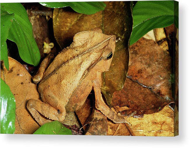 00511669 Acrylic Print featuring the photograph Leaf Litter Toad Bufo Typhonius by Michael and Patricia Fogden