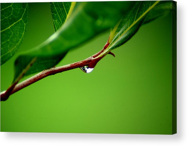 Water Acrylic Print featuring the photograph Leafdrop by David Weeks