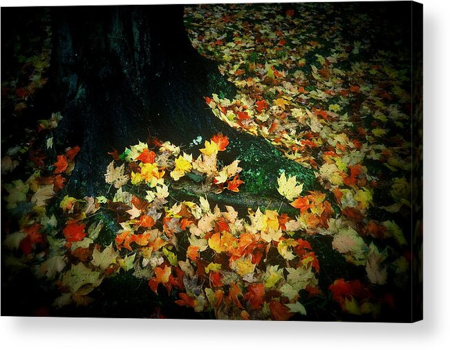 Fine Art Acrylic Print featuring the photograph Leaves at Base of tree by Rodney Lee Williams