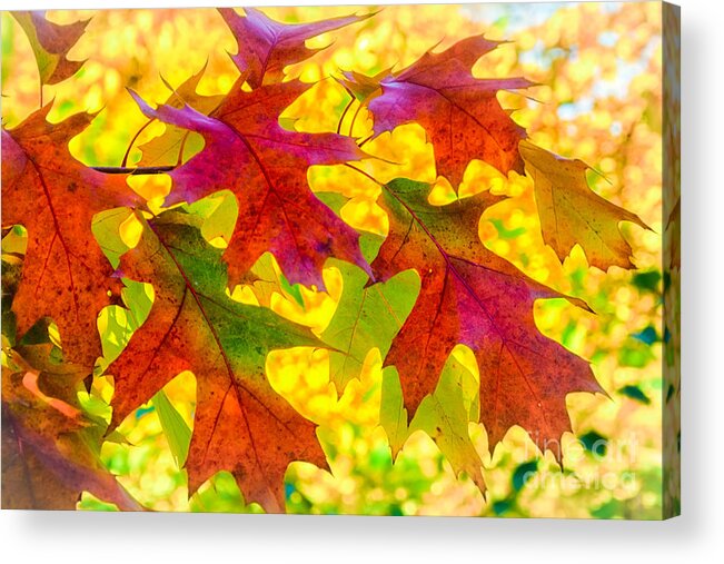 Leaves Acrylic Print featuring the photograph Leaves by Janis Knight