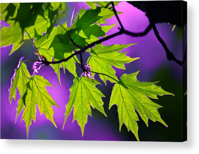 Abstract Acrylic Print featuring the photograph Leaves Of Eve by Brian Stevens