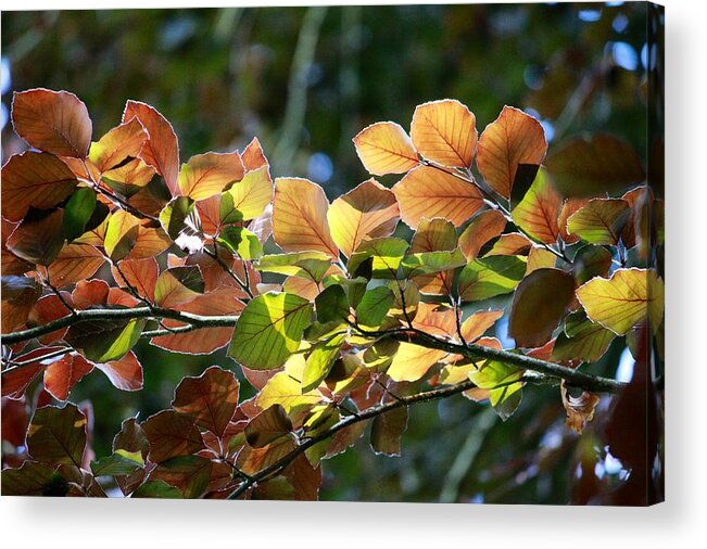 Leaves Acrylic Print featuring the photograph Leaves of Light by Tim Rice