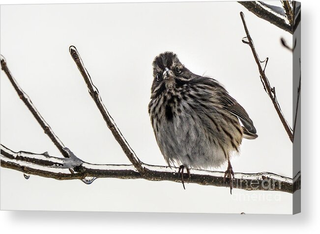 Bird Acrylic Print featuring the photograph Left Leaning Sparrow by Lynellen Nielsen