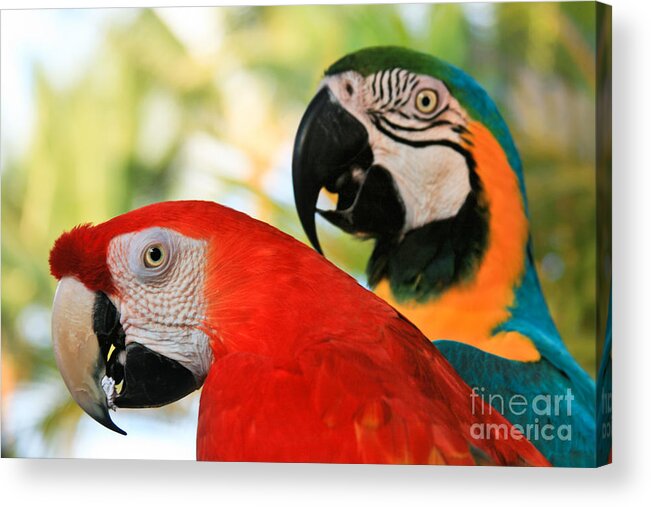 Macaw Acrylic Print featuring the photograph Lele by Sharon Mau