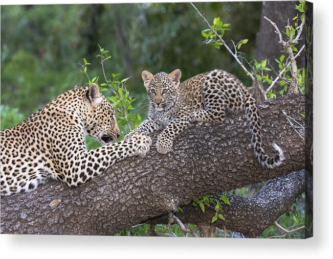 Nis Acrylic Print featuring the photograph Leopard And Cub Masai Mara Kenya by Andrew Schoeman
