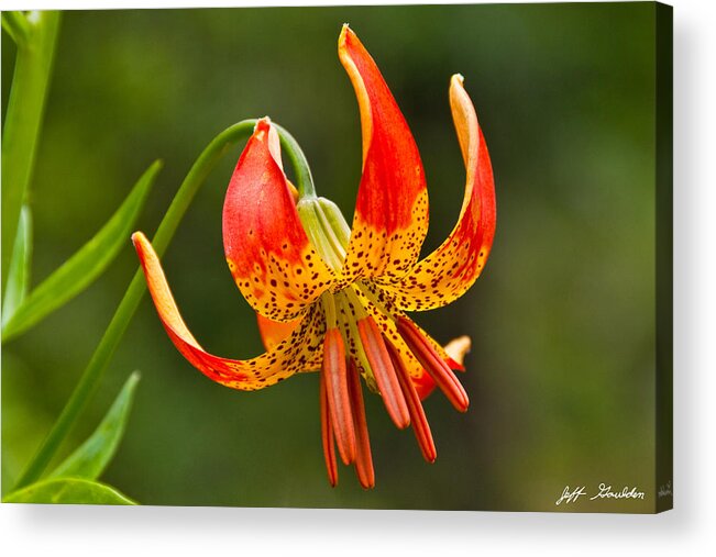 Beauty In Nature Acrylic Print featuring the photograph Leopard Lily in Bloom by Jeff Goulden