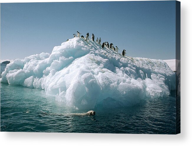 Feb0514 Acrylic Print featuring the photograph Leopard Seal Circles Adelie Penguins by Tui De Roy