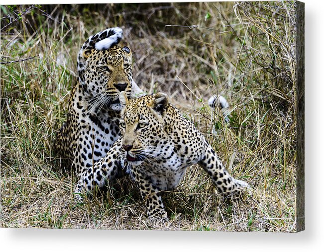 Leopard Acrylic Print featuring the photograph Leopard Tease by David Yack