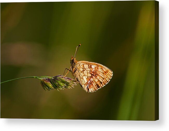 Lesser Marbled Fritillary Butterfly Acrylic Print featuring the photograph Lesser Marbled Fritillary Butterfly by Torbjorn Swenelius