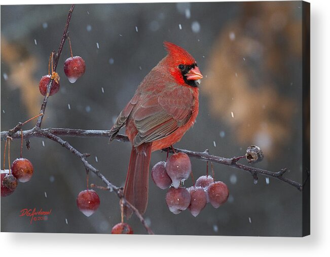 Cardinal Acrylic Print featuring the photograph Let it Snow by Don Anderson