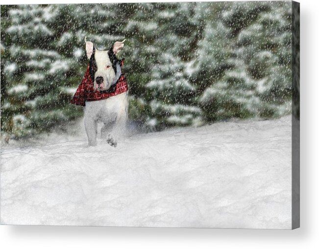 Bubba Acrylic Print featuring the photograph Snow Day by Shelley Neff