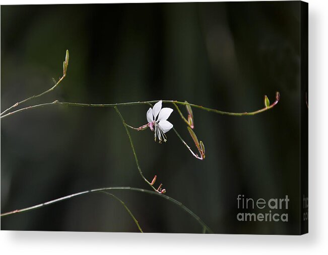Flowers Acrylic Print featuring the photograph Let the Children Sing. by Kathy McClure