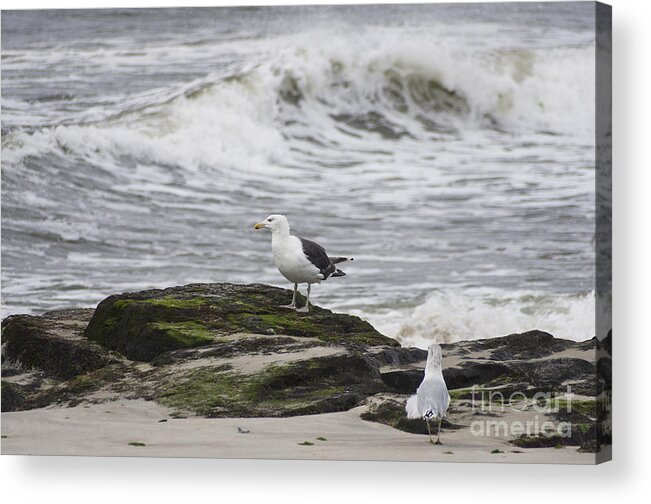 Bird Acrylic Print featuring the photograph Let The Good Times Roll by Scott Evers