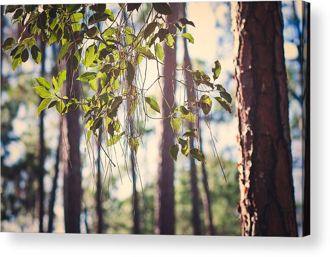 Sunlight Acrylic Print featuring the photograph Let Your Light Shine Through by Maria Robinson